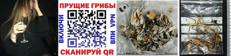 Псилоцибиновые грибы Psilocybe  Ханты-Мансийск 